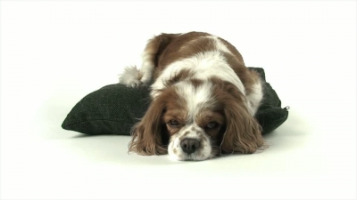 Dog on Pillow Sleeping
