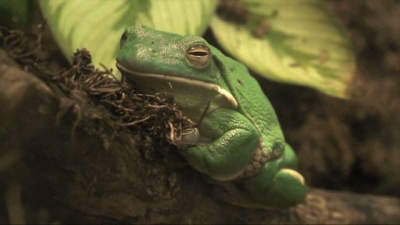 Frog on Wood