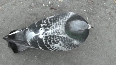 Pigeon from above