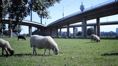 Sheep Under The Bridge