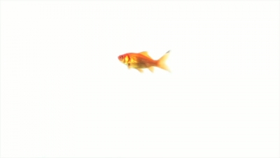 Small Goldfish