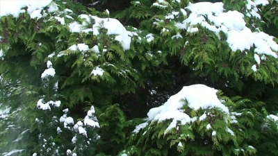Snow Falling from Tree