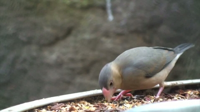 Eating Bird