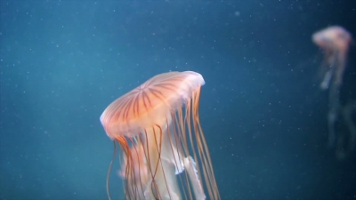 Jellyfish Close