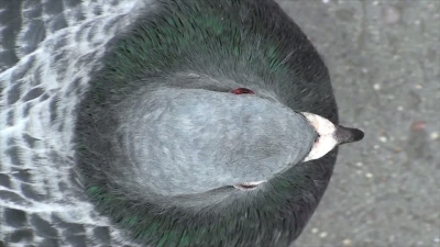Pigeon Closeup