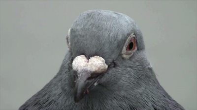 Pigeon Front